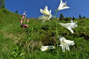 21 Giglio di monte (Paradisea liliastrum) con Giglio martagone (Lilium martagon)